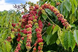 Ngày 30/9: Giá cà phê lấy lại đà tăng, hồ tiêu ở mốc 140.000 đồng/kg