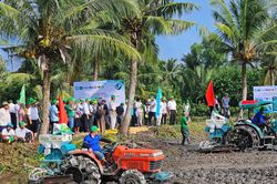 Hiệu quả mô hình lúa – tôm và sức khỏe đất sau mỗi mùa vụ