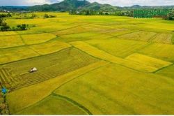 Xã Cát Tiên hướng tới vùng lúa tập trung, nâng cao giá trị nông sản