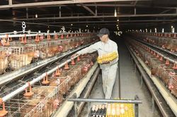Nông nghiệp Hà Nội: Tăng tốc vụ đông, tạo dư địa tăng trưởng