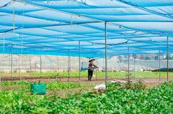 Cần thêm bệ đỡ giúp nông sản an toàn vươn xa