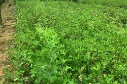 Lào Cai mở rộng vùng nguyên liệu phục vụ phát triển ngành công nghiệp dược