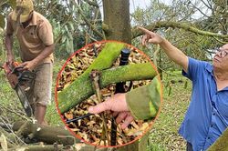 12 ha sầu riêng chết sau gần 2 tháng mưa, nhiều hộ dân Gia Lai mất tiền tỷ