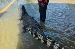 Cá sấu dài 2 m giữa vùng ngập lụt Thái Lan