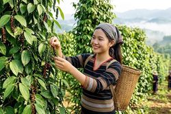 Giá hồ tiêu hôm nay 1.10.2026: Giữ vững mốc 140.500 đồng/kg