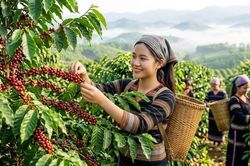 Giá cà phê hôm nay 1.10 giảm nhẹ, mức cao nhất còn 93.800 đồng/kg