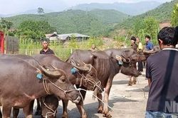Xã Mỏ Vàng, tỉnh Lào Cai hỗ trợ sinh kế cho hộ nghèo