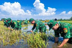Khẩn trương giúp dân thu hoạch lúa chạy lũ