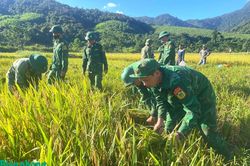 Đồn Biên phòng cửa khẩu quốc tế Cha Lo giúp dân thu hoạch lúa Hè Thu