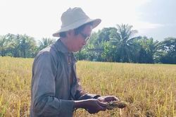 Hơn 200 ha lúa ở Cà Mau bị ngập sâu, nông dân mất trắng