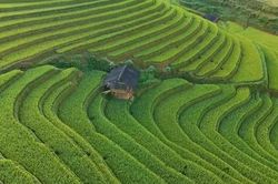 Mù Cang Chải vào mùa đẹp 'mê hồn': Ruộng bậc thang chuyển sắc vàng