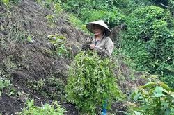 Phát triển thạch đen thành ngành hàng chủ lực