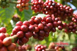 Cà phê Việt Nam trước yêu cầu nâng tầm giá trị