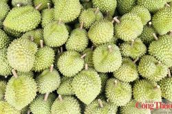 Xuất khẩu nông, lâm, thủy sản: Đà tăng từ rau quả, thủy sản