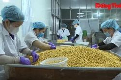 Giữ chất lượng hạt sen sấy OCOP 5 sao