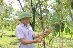 Rộn ràng mùa hồng Bảo Lâm