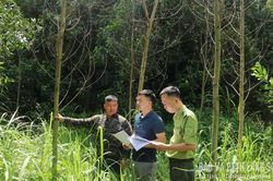 Ngăn bệnh chết héo cây keo