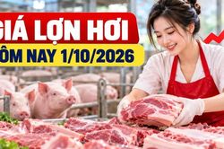Giá lợn hơi hôm nay 1/10: Miền Bắc và miền Trung cao nhất 57.000 đồng/kg