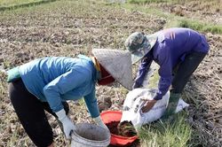 Lào Cai: Nhiều giải pháp hướng đến giảm phát thải trong sản xuất nông nghiệp