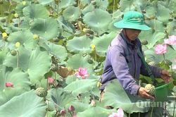 Vươn lên nhờ mô hình kết hợp