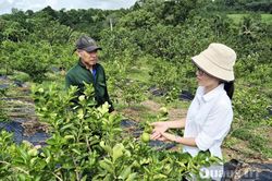 Hướng đi mới từ cây chanh không hạt