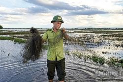 Cứu hộ 40 cá thể chim hoang dã, thu giữ hơn 2.500m lưới bẫy