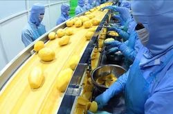 Xuất khẩu nông lâm thủy sản vượt 52,8 tỷ USD