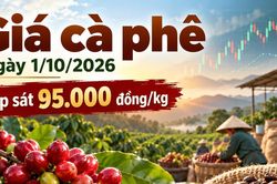 Cà phê Tây Nguyên áp sát mốc 95.000 đồng/kg trong Ngày Cà phê Quốc tế