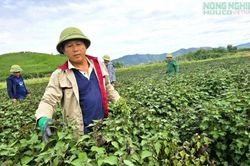 Tía tô bén rễ bạt ngàn bên sông Con, mở hướng làm giàu cho nông dân xứ Nghệ