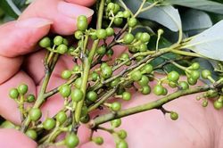 Người tiêu dùng săn đón loại sả rừng đắt đỏ về làm gia vị
