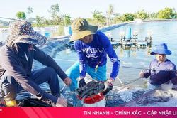 Từ đất muối bỏ hoang đến vùng nuôi tôm tiền tỷ