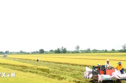 Cần Thơ phát triển chuỗi giá trị lúa gạo bền vững, thích ứng biến đổi khí hậu