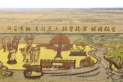 Chiêm ngưỡng 'bức tranh phong cảnh vàng óng' tại Hắc Long Giang