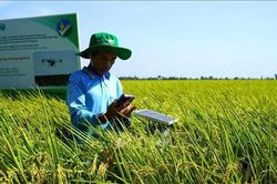 Đầu tư triển khai dự án phát triển chuỗi giá trị lúa gạo bền vững