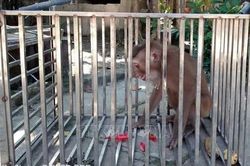 Tiếp nhận, cứu hộ 3 cá thể động vật hoang dã tại Quảng Trị