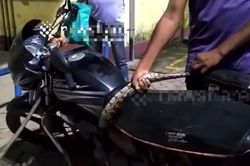 Nửa đêm tá hỏa phát hiện rắn độc dài 2 m trong xe máy