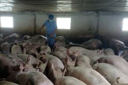 Ngành chăn nuôi phục hồi, đàn heo tăng 12,5%