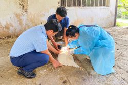 Phòng ngừa cúm gia cầm tái phát