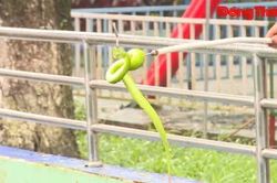 Cảnh giác rắn độc cắn trong mùa nước