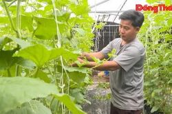 Đoàn viên trẻ khởi nghiệp với dưa lưới trong nhà màng