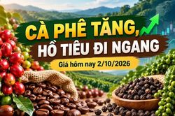Giá cà phê, hồ tiêu hôm nay 2/10: Cà phê tăng mạnh, tiêu đứng giá