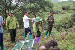 Lào Cai: Tái thả 46 cá thể động vật hoang dã về môi trường tự nhiên