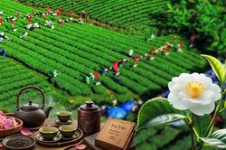 Tinh hoa xứ Trà