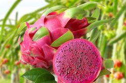 Thanh long, chuối, chè Việt trước loạt quy định SPS mới