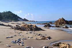 Tìm hiểu nguyên nhân cá chết hàng loạt ở bờ biển Quảng Trị