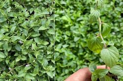 Loại rau xưa mọc đầy bờ rào chẳng ai mất tiền mua, nay thành đặc sản lạ miệng 100.000 đồng/kg, dân sành ăn săn lùng