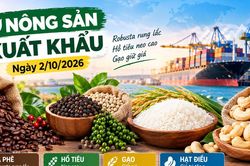 Nông sản xuất khẩu 2/10: Robusta rung lắc, hồ tiêu neo cao, gạo giữ giá