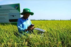 Cần Thơ triển khai dự án GoRice, thúc đẩy sản xuất lúa thông minh với khí hậu