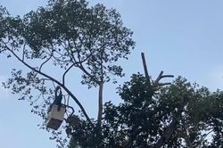 Cây ngã đổ: ‘Nỗi bất an đô thị’