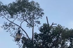 Cây ngã đổ: ‘Nỗi bất an đô thị’